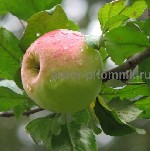 Растения объявление но. 3136377: Саженцы яблони из питомника,  с доставкой и посадкой по низкой цене