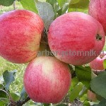 Растения объявление но. 3136377: Саженцы яблони из питомника,  с доставкой и посадкой по низкой цене
