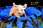 Услуги объявление но. 3150038: Котята Sphynx,  Elf,  DWELF.