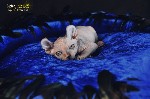 Услуги объявление но. 3150038: Котята Sphynx,  Elf,  DWELF.