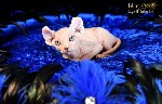 Услуги объявление но. 3150038: Котята Sphynx,  Elf,  DWELF.