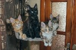В новый дом котята переезжают в возрасте от 3-х месяцев. Привитые, здоровые, имеют при себе все необходимые документы. Все кошки нашего питомника приучены к лотку и когтеточке. Так как каждый котенок  ...