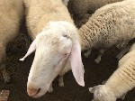 Разное объявление но. 1535506: Овцы и бараны породы Лакон