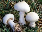 Необычайно новое явление, когда дачники и огородники занимаются разведением различных съедобных грибов. Ничего удивительного, мицелярные лаборатории не стоят на месте, ежегодно коллекции сортов пополн ...