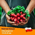 Сезонная работа объявление но. 2146831: Сборщик овощей (работа в полю) в Вроцлаве