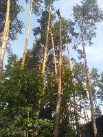 Бытовые услуги объявление но. 2974398: Професійний спил дерев у Києві.