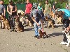 Дрессировка собак различных пород: общий курс дрессировки (ОКД ...Дрессировочные курсы для собак различных пород в Одессе). ...