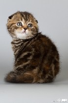 Кошки, котята объявление но. 951009: Продам котят шотландской вислоухой