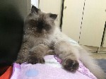 Красивый Персидский кот сиамского окраса порода Гималайский возраст 1 год ищет для вязки кошечку.Ему подойдёт кошка Персидская не обязательно Гималайская. ...